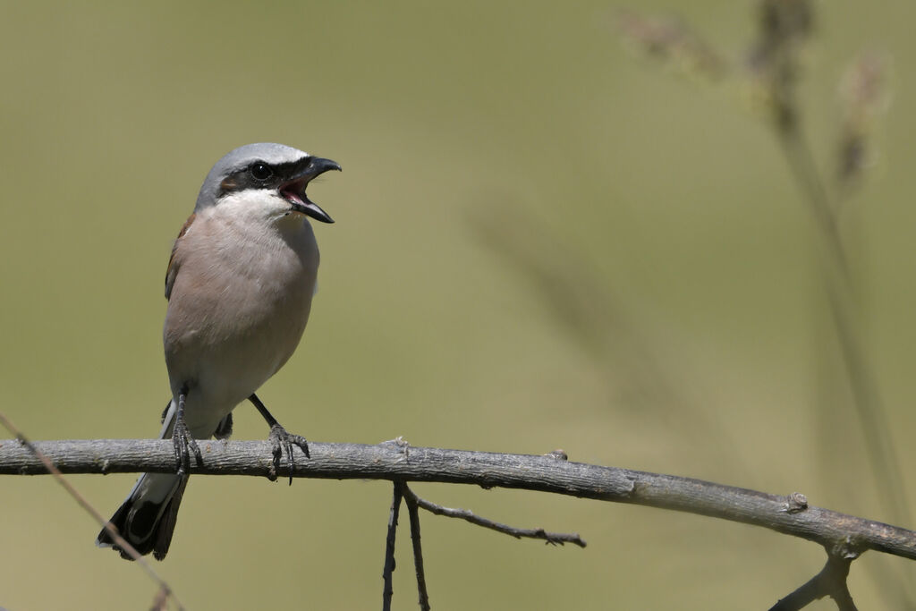 Red-backed Shrike male adult, song