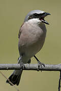 Red-backed Shrike