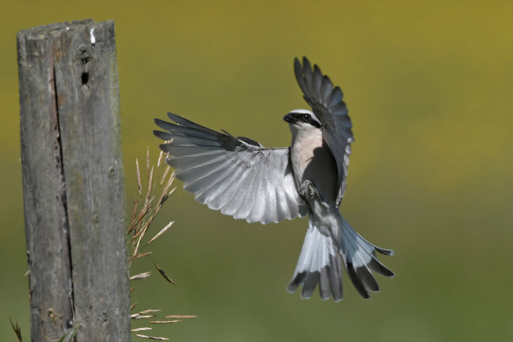 Red-backed Shrike male adult, Flight