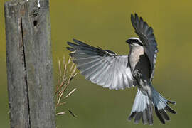 Red-backed Shrike