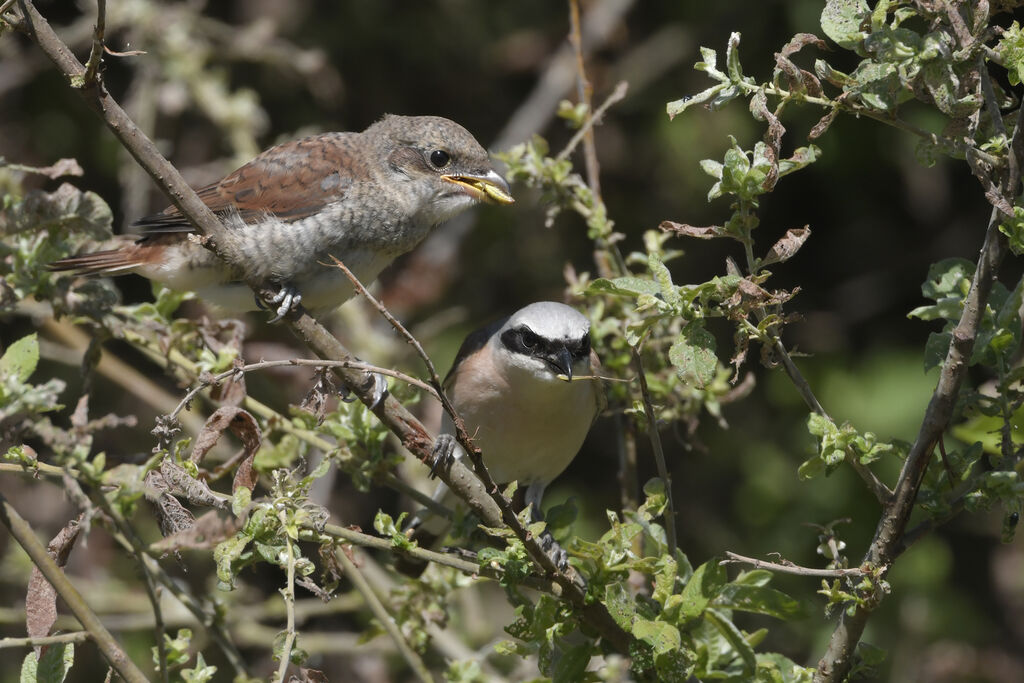 Red-backed Shrike, feeding habits, Behaviour