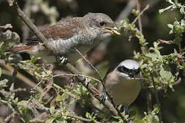 Red-backed Shrike