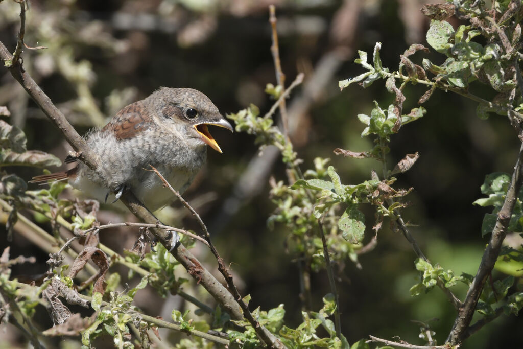 Red-backed Shrikejuvenile, identification