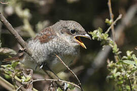 Red-backed Shrike