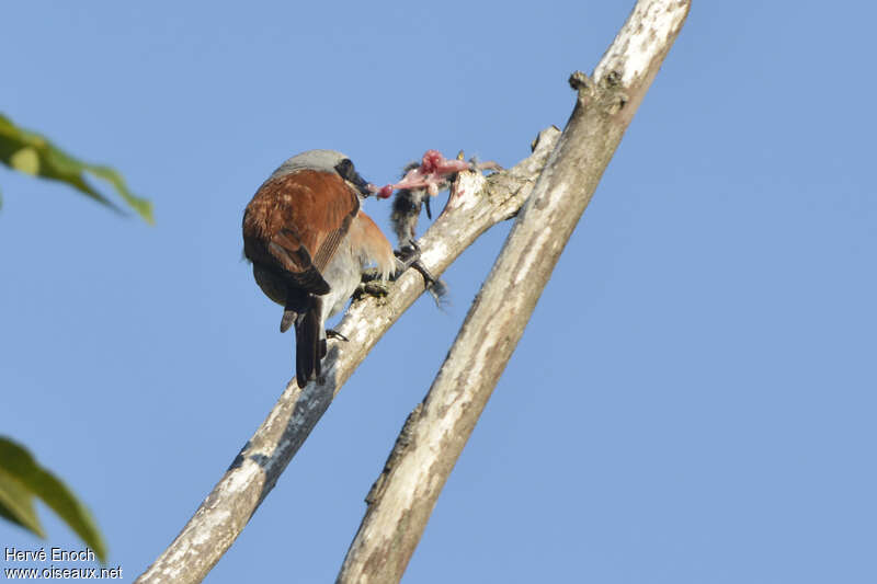 Red-backed Shrike male adult, eats, Behaviour