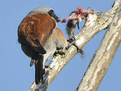 Red-backed Shrike