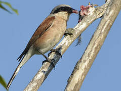 Red-backed Shrike