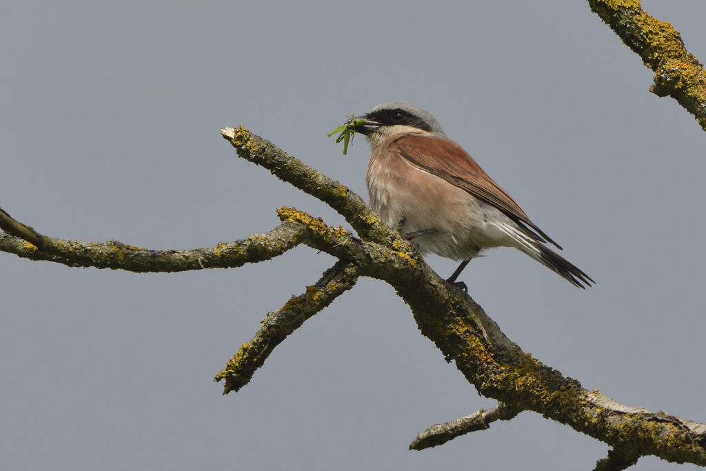 Red-backed Shrike male adult, feeding habits