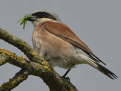 Red-backed Shrike