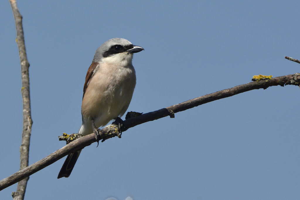 Pie-grièche écorcheur mâle adulte, identification