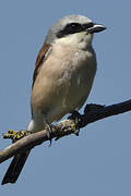 Red-backed Shrike