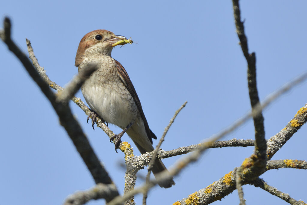 Red-backed Shrike female adult, feeding habits