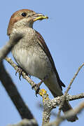 Red-backed Shrike