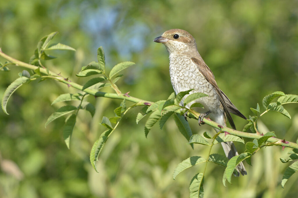 Red-backed Shrike female adult, identification