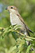 Red-backed Shrike