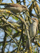 Red-backed Shrike