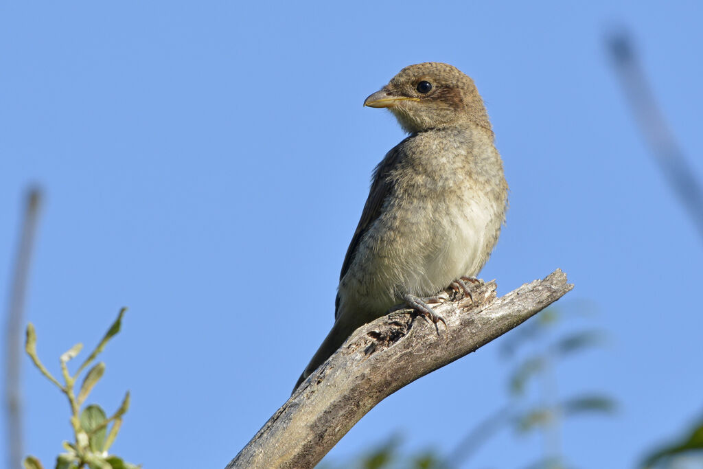 Red-backed Shrikejuvenile, identification