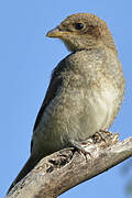 Red-backed Shrike