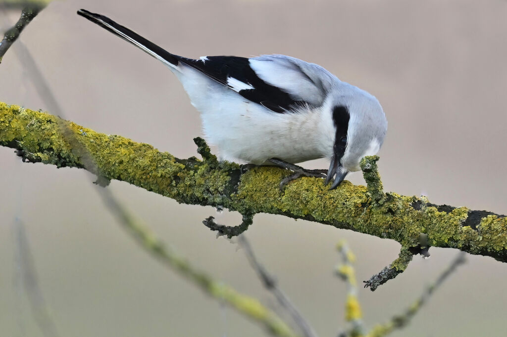 Great Grey Shrikeadult, identification