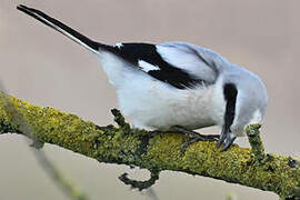 Great Grey Shrike