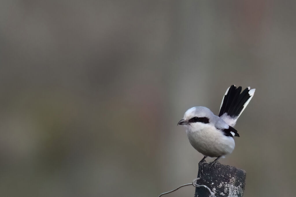 Great Grey Shrikeadult