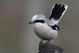 Great Grey Shrike