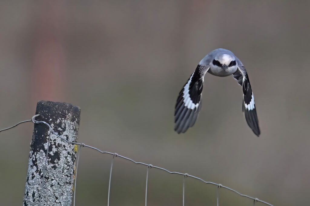 Great Grey Shrikeadult, Flight