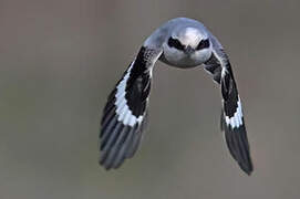 Great Grey Shrike