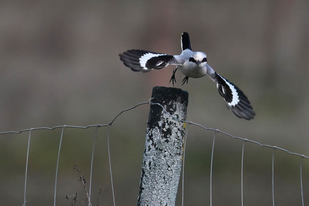 Great Grey Shrikeadult, Flight