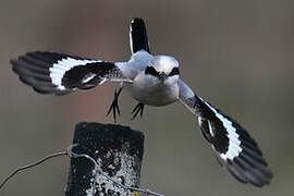 Great Grey Shrike