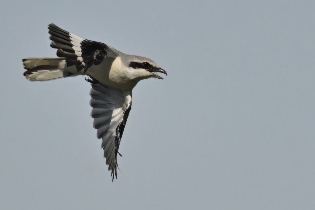 Great Grey Shrikeadult, Flight