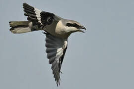 Great Grey Shrike