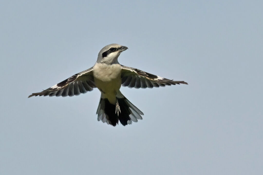 Great Grey Shrikeadult, Flight