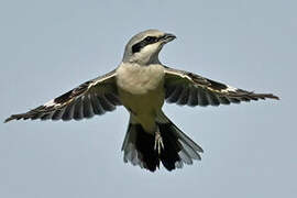 Great Grey Shrike