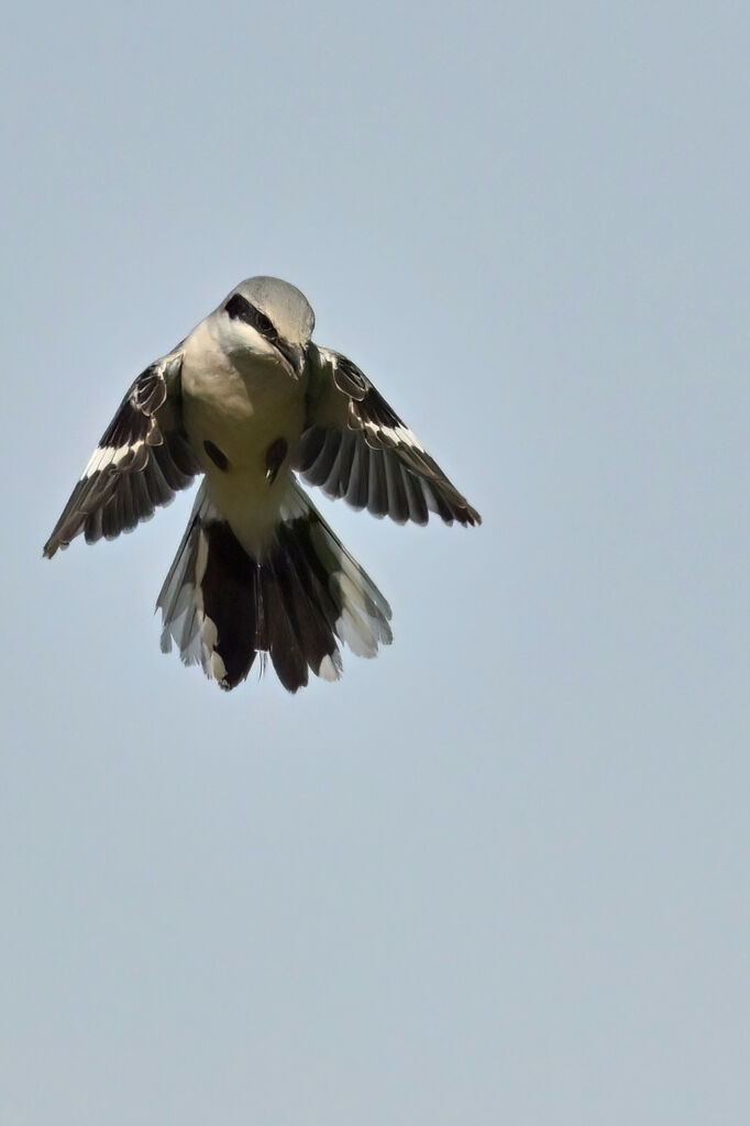 Great Grey Shrikeadult, Flight