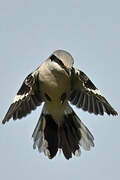 Great Grey Shrike