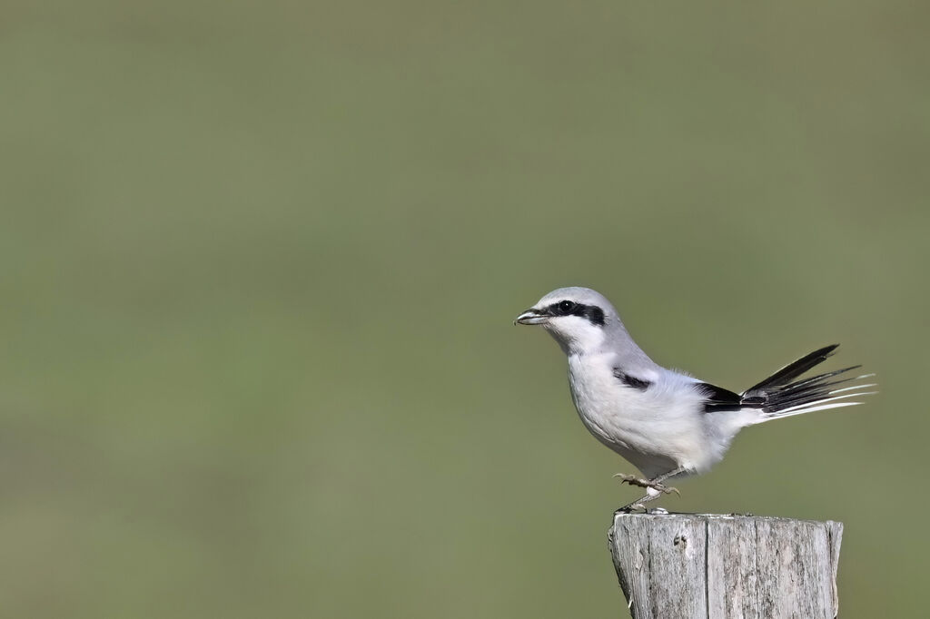 Pie-grièche griseadulte, identification