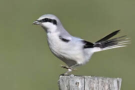 Great Grey Shrike