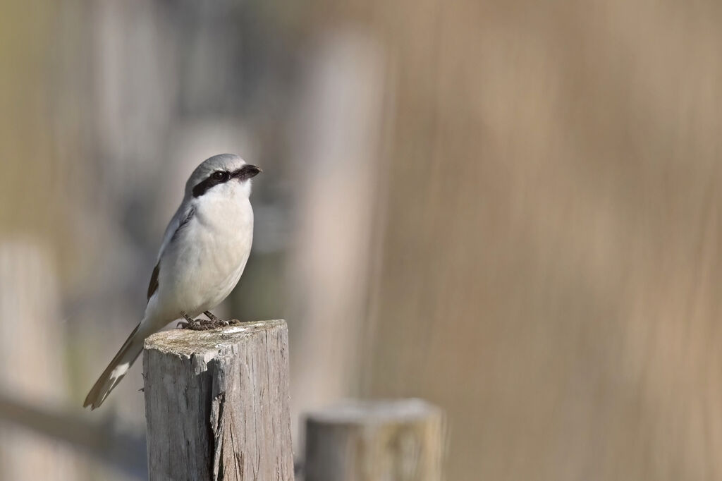 Great Grey Shrikeadult, identification