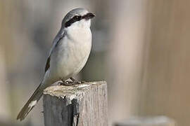 Great Grey Shrike