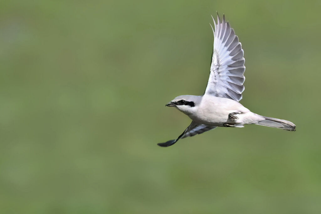 Great Grey Shrikeadult, Flight