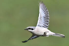 Great Grey Shrike