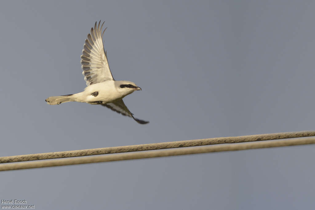 Great Grey Shrikeadult, Flight