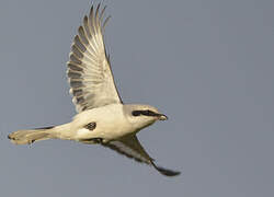 Great Grey Shrike