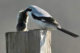 Great Grey Shrike