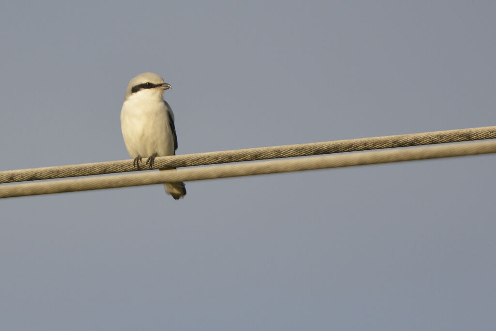 Pie-grièche grise, identification