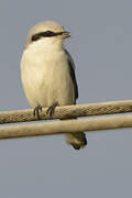 Great Grey Shrike