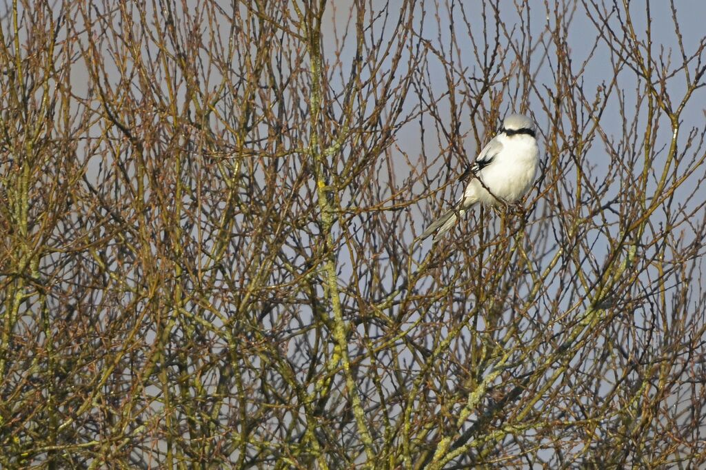 Great Grey Shrike