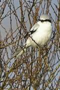 Great Grey Shrike