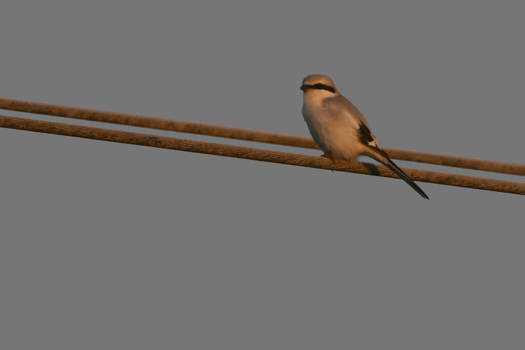 Great Grey Shrike, identification